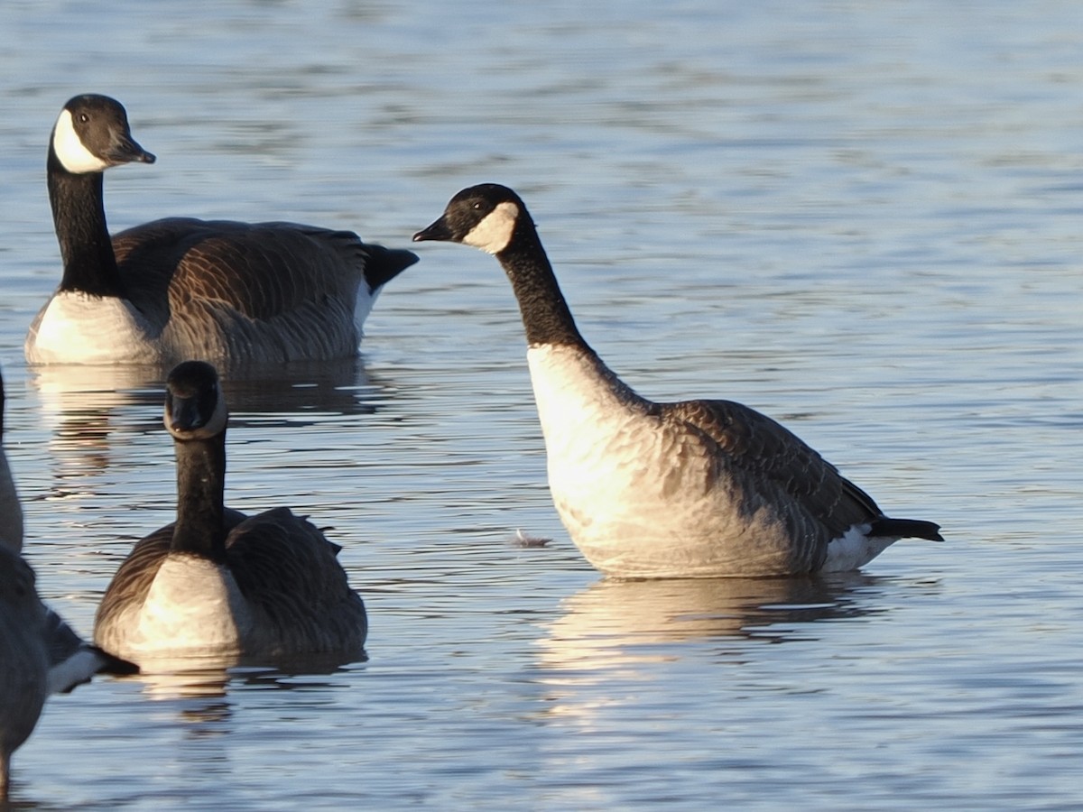 berneška malá - ML646268028