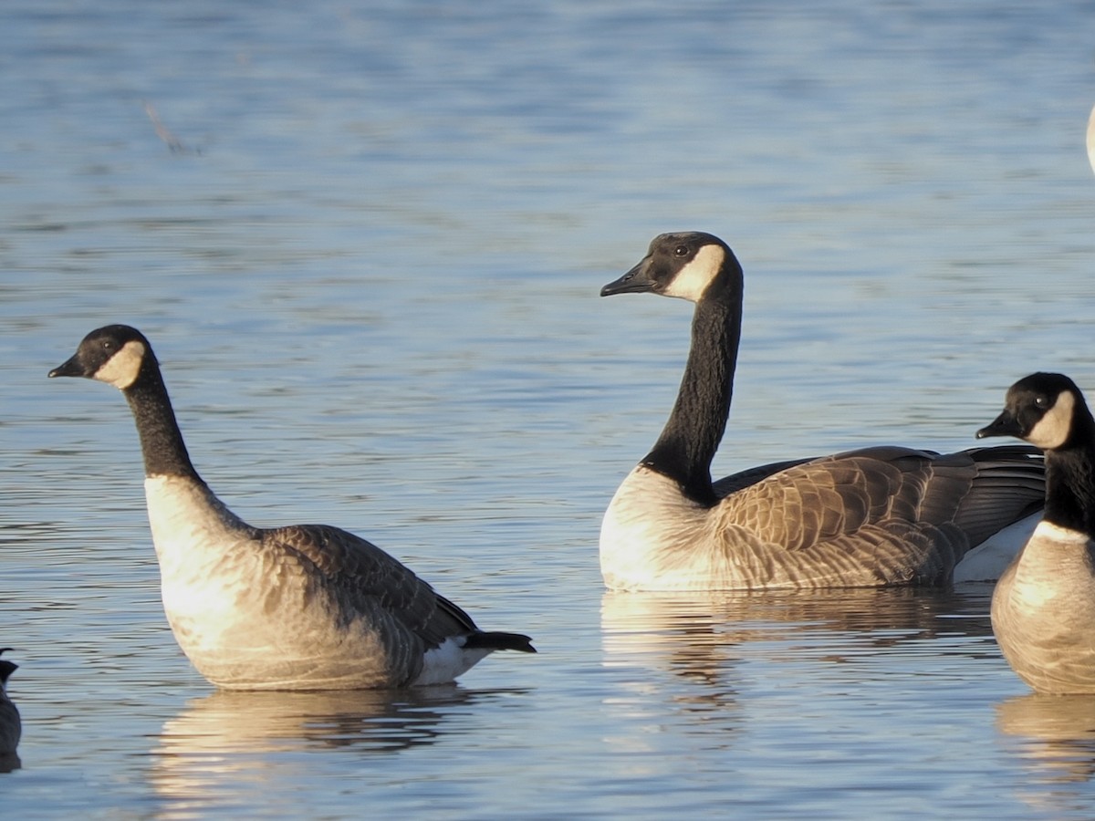 berneška malá - ML646268029
