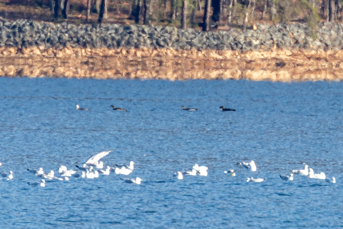 ハシグロアビ - ML646268030