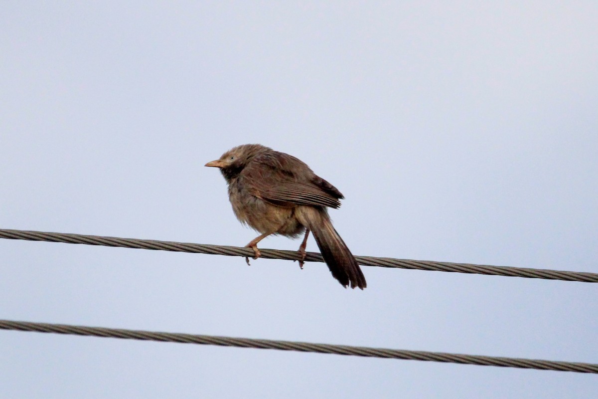 Kalapitari mokohoria - ML646268031