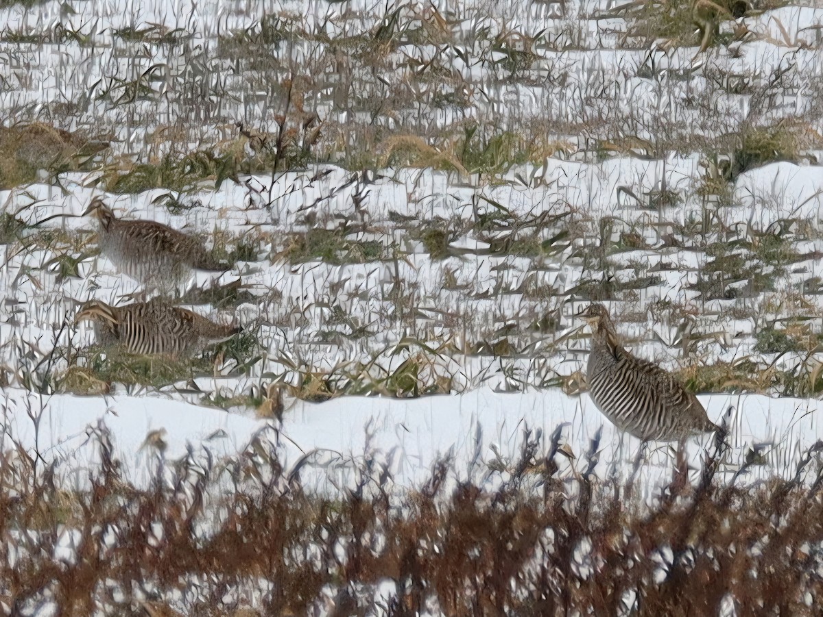 Greater Prairie-Chicken - ML646268033