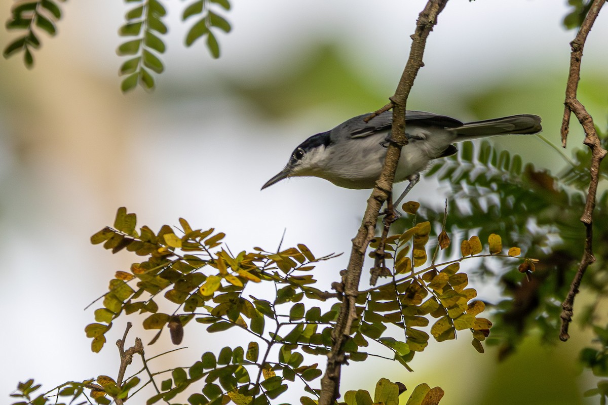 ホオジロズグロブユムシクイ - ML646268038