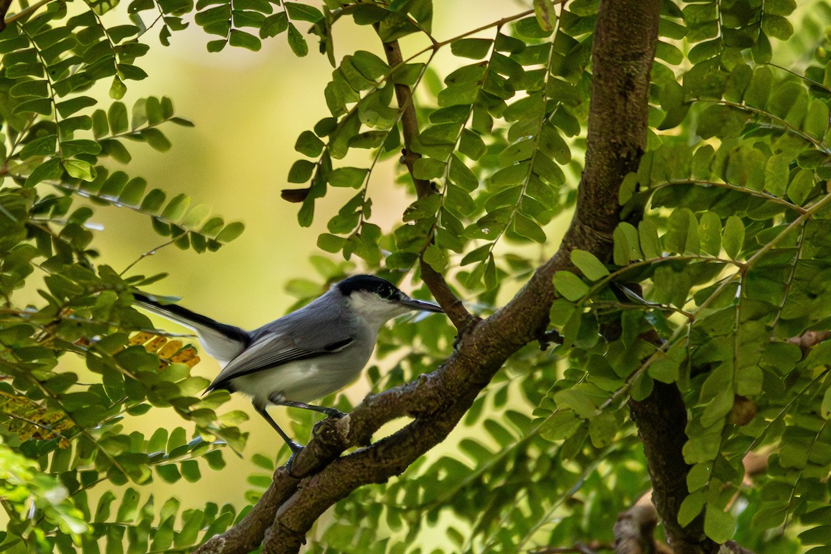 ホオジロズグロブユムシクイ - ML646268039