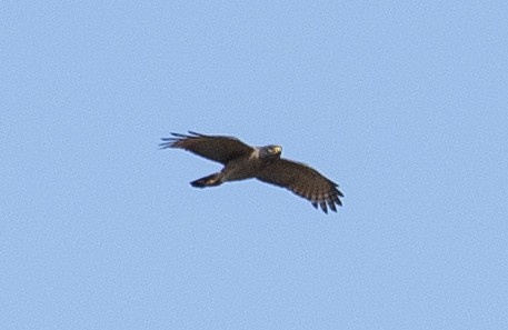 Roadside Hawk - ML646268040