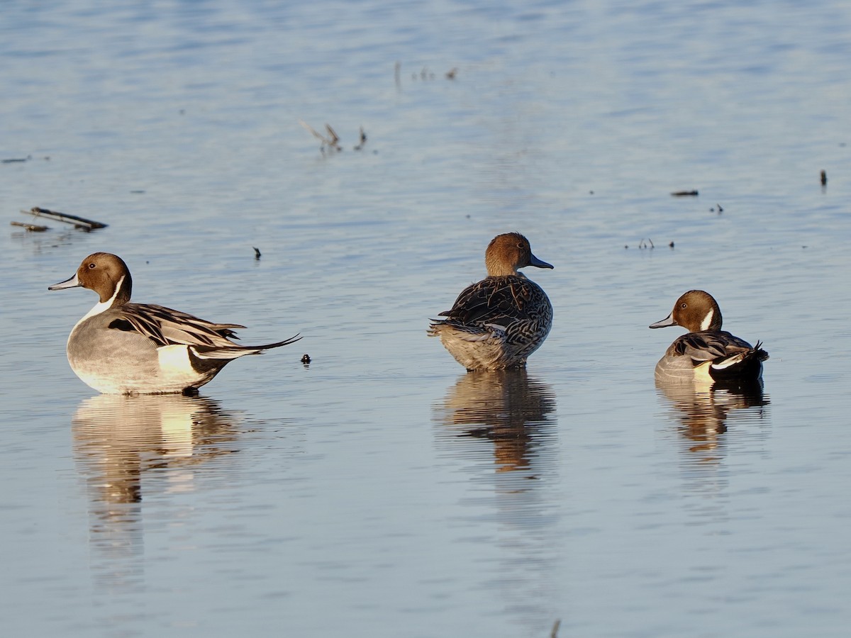 ostralka štíhlá - ML646268044