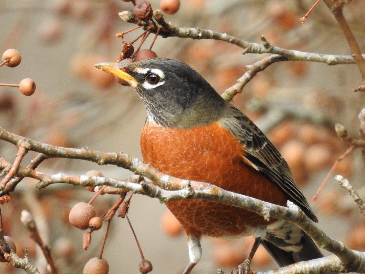 American Robin - ML646268046