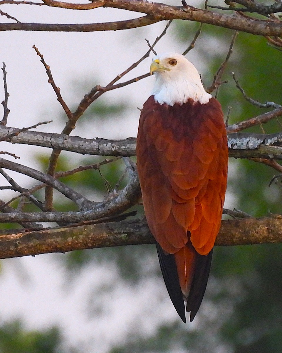 Brahminy Kite - ML646268047