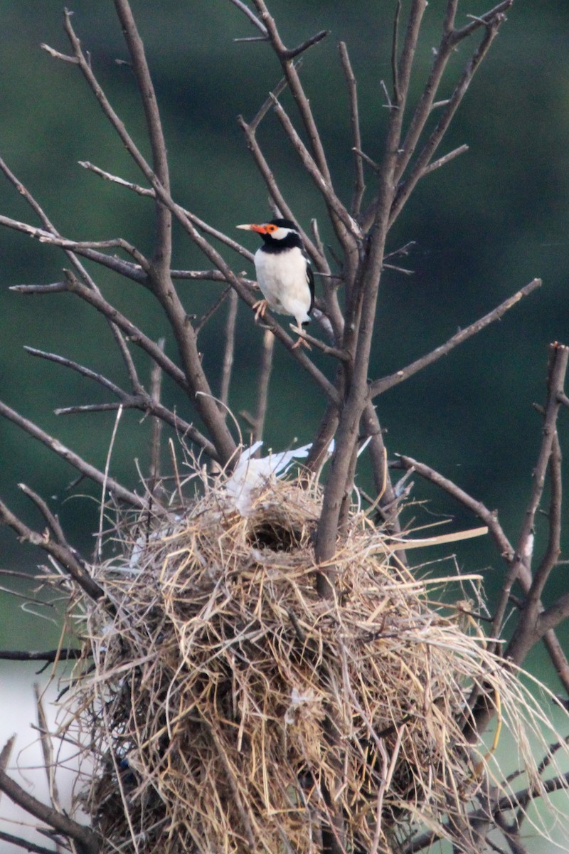 Indian Pied Starling - ML646268048