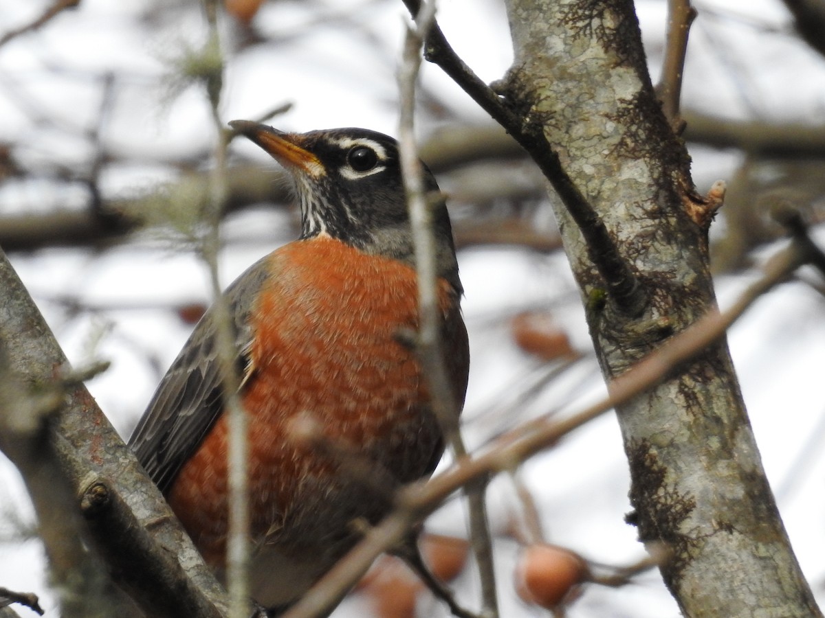 American Robin - ML646268051