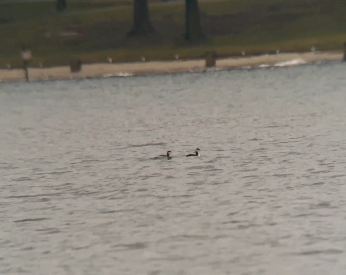 Horned Grebe - ML646268059