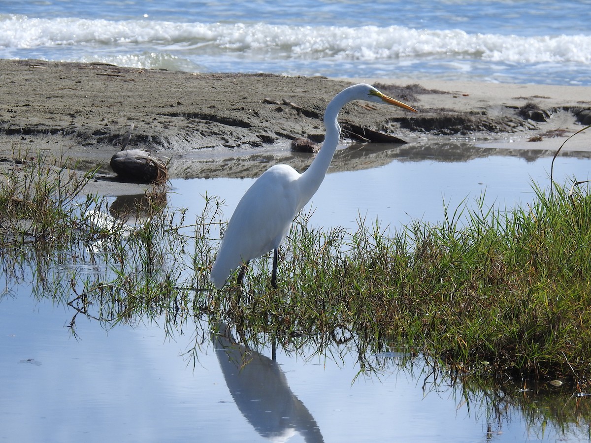 Koartza zuria - ML646268060