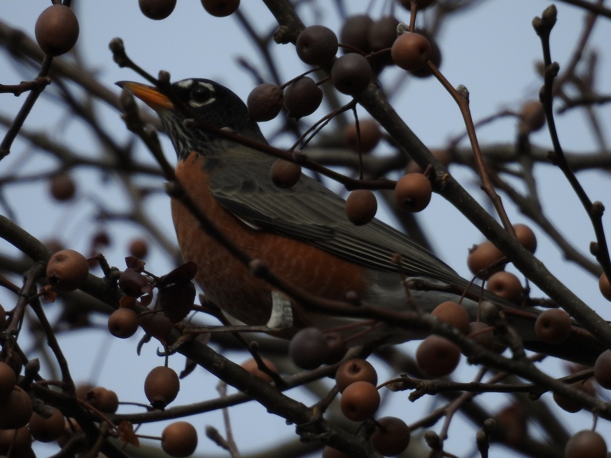 American Robin - ML646268061