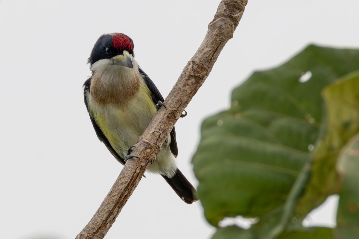 White-mantled Barbet - ML646268063