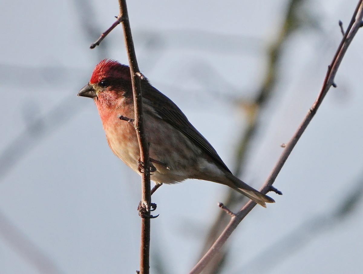 Purple Finch - ML646268064
