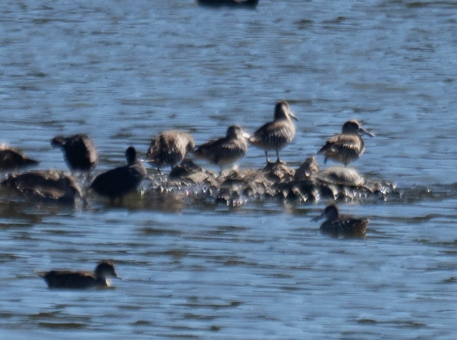 Pink-eared Duck - ML646268066