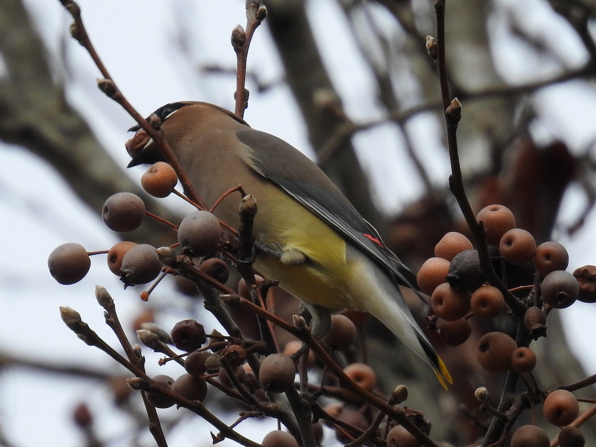 Cedar Waxwing - ML646268068