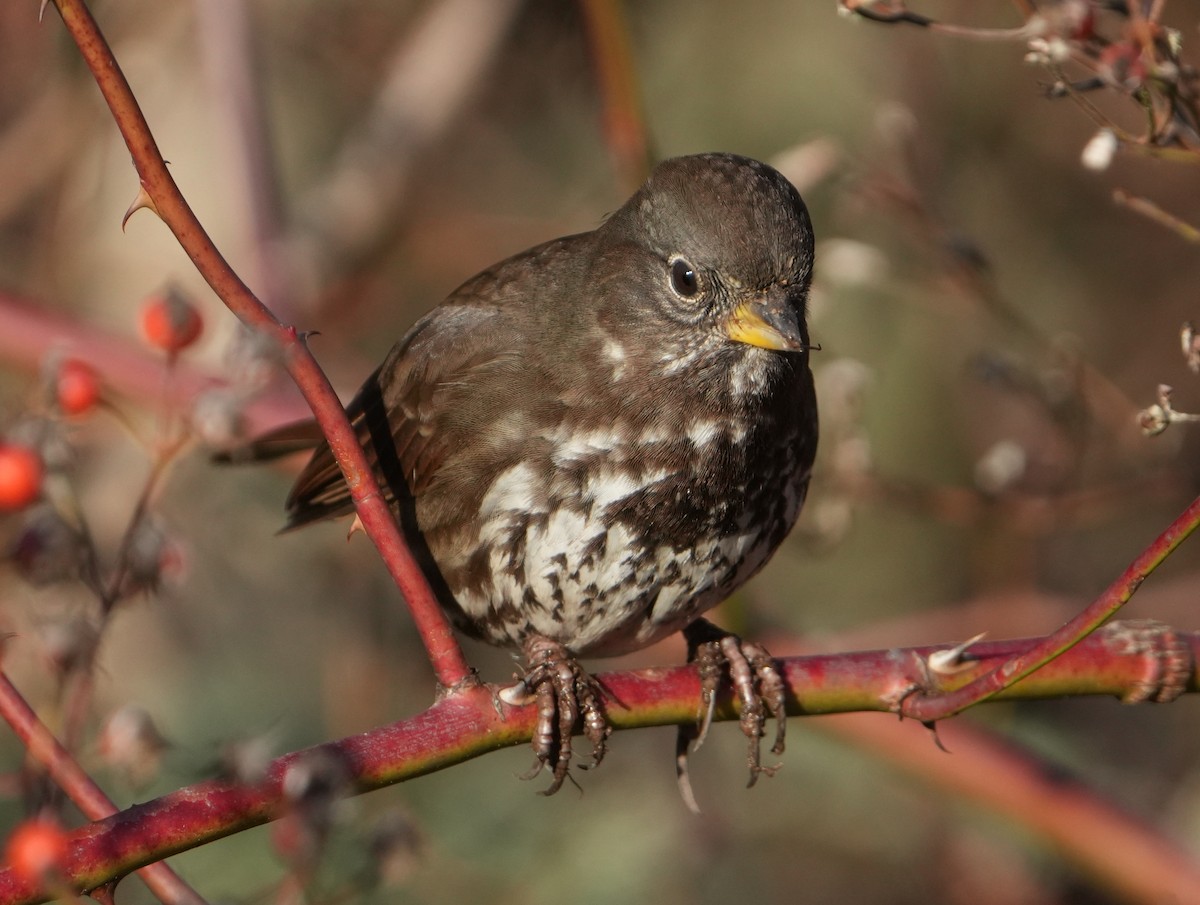 Fox Sparrow - ML646268069