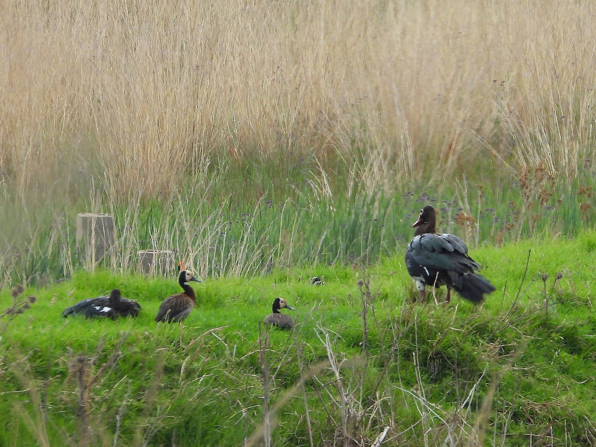 White-faced Whistling-Duck - ML646268070