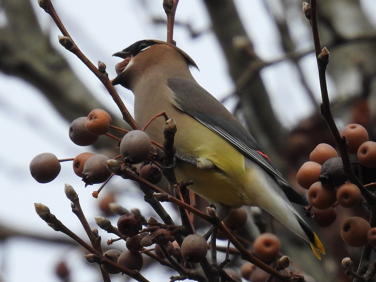 Cedar Waxwing - ML646268076