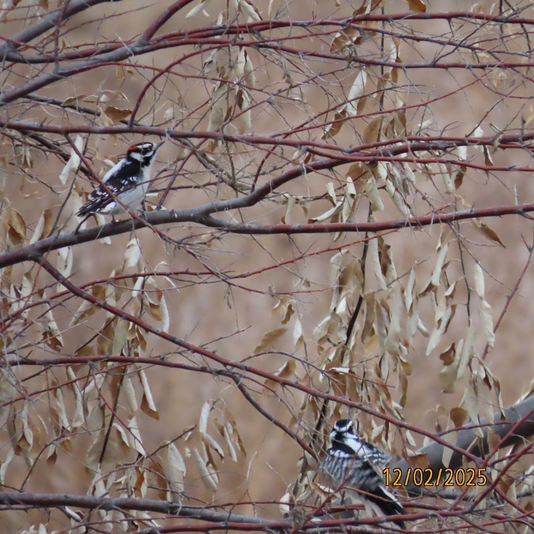 Downy Woodpecker - ML646268077