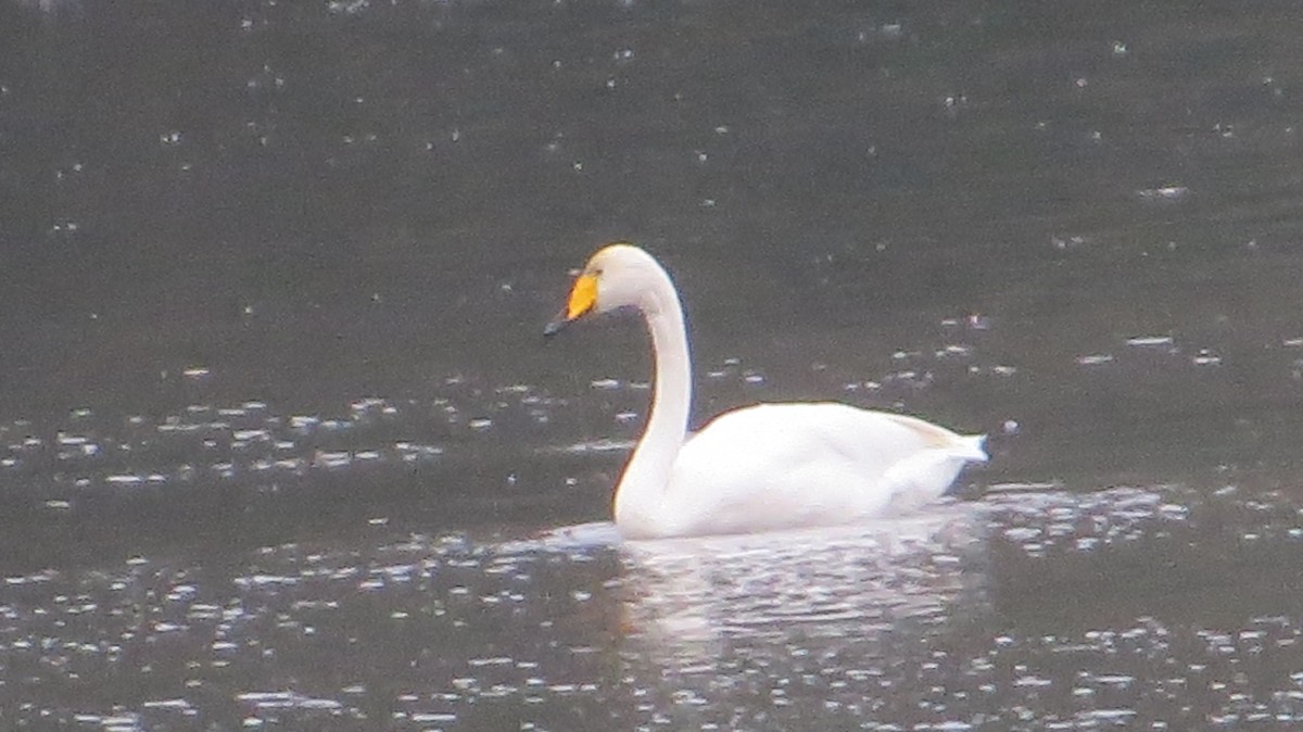 Whooper Swan - ML646268079