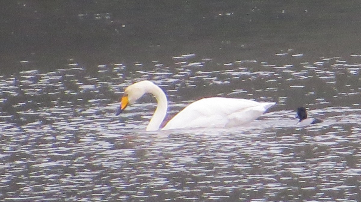 Whooper Swan - ML646268082