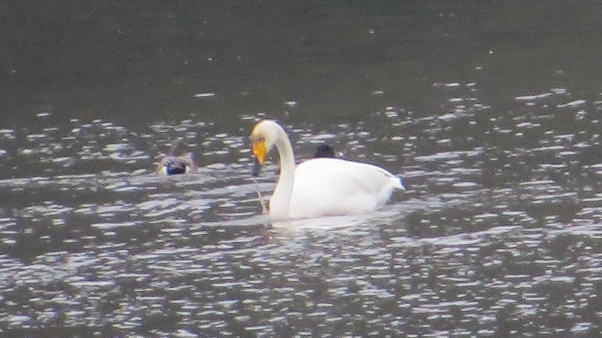 Whooper Swan - ML646268083