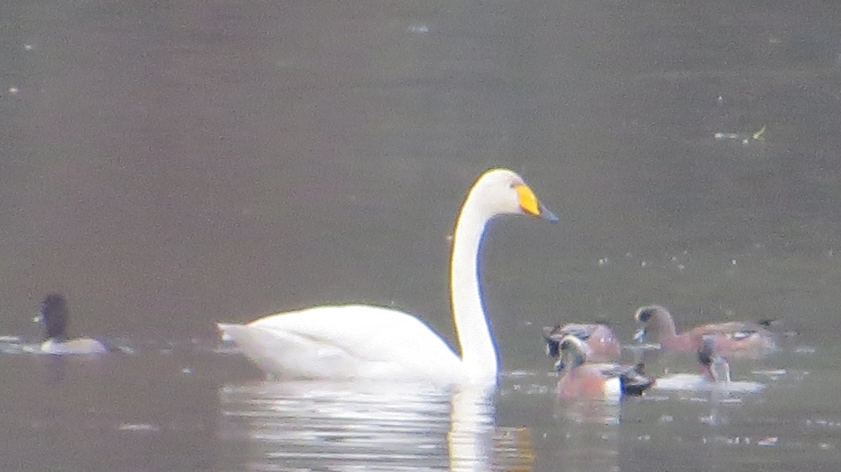 Whooper Swan - ML646268084