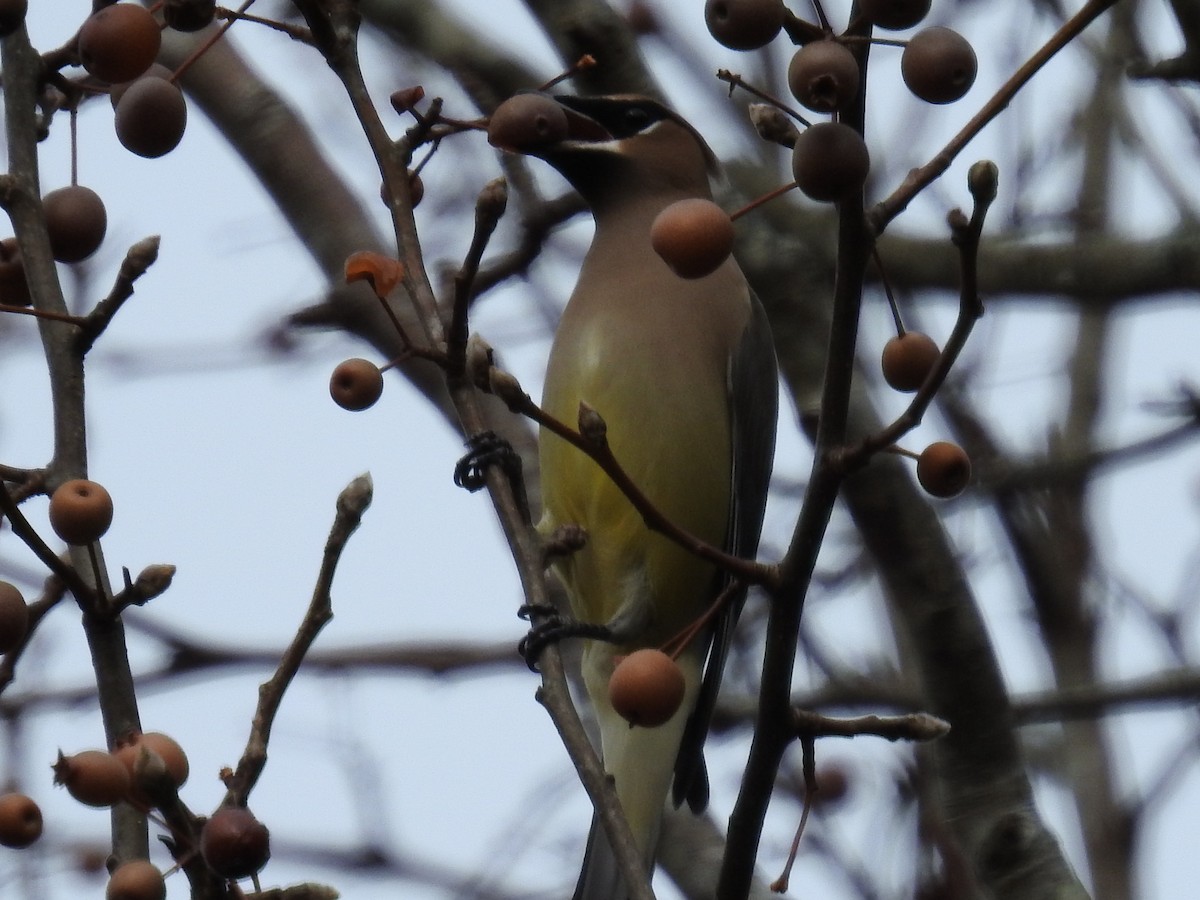 Cedar Waxwing - ML646268088