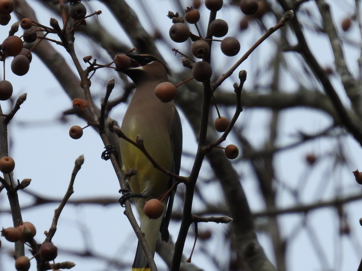 Cedar Waxwing - ML646268091