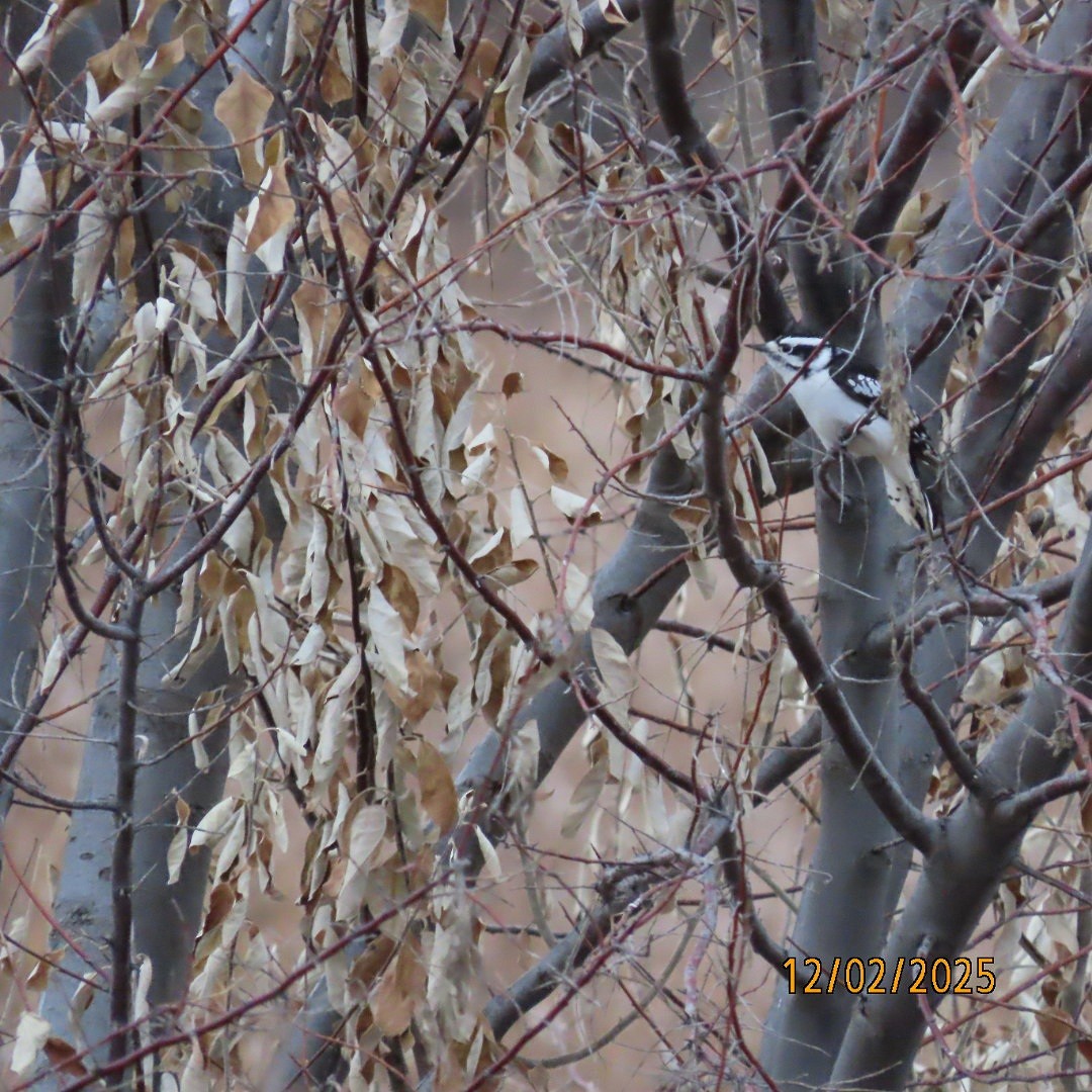 Downy Woodpecker - ML646268092