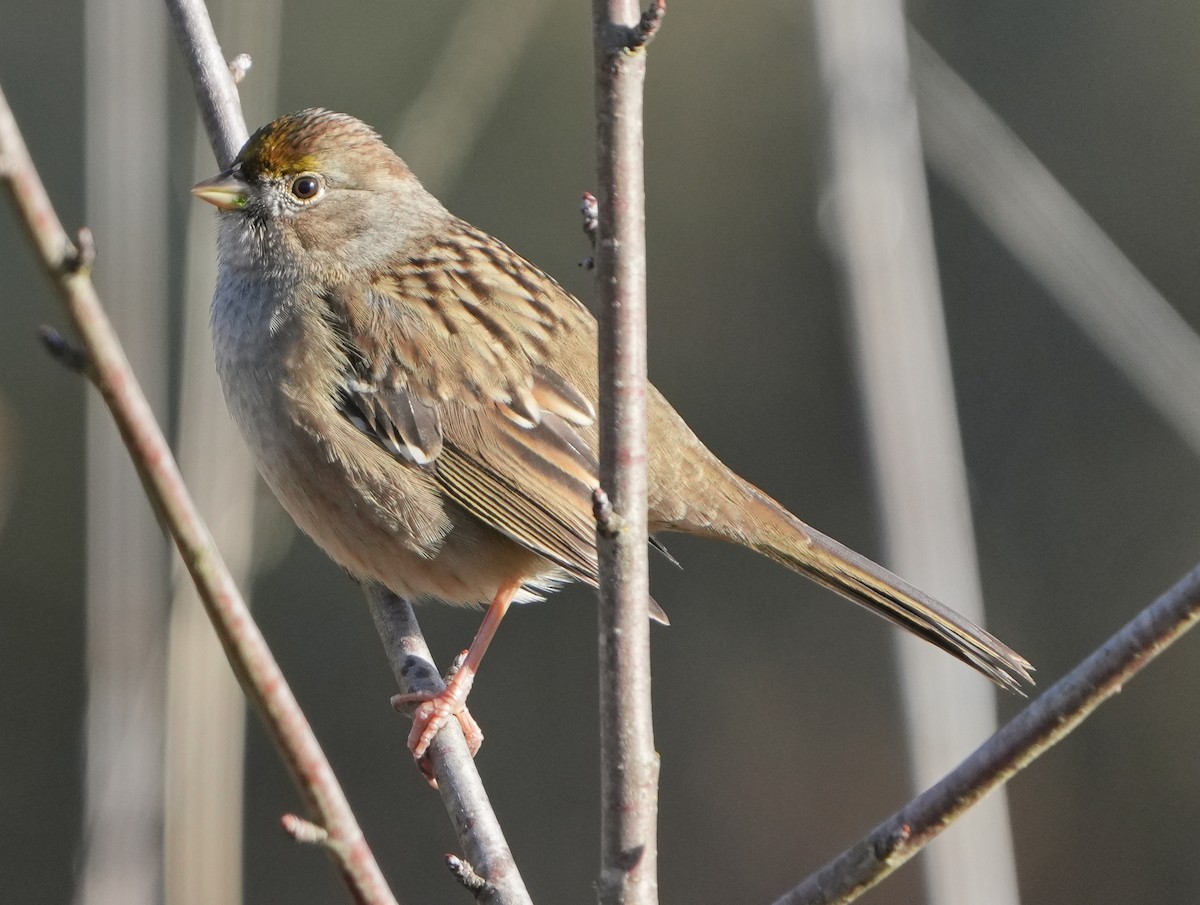 Golden-crowned Sparrow - ML646268093