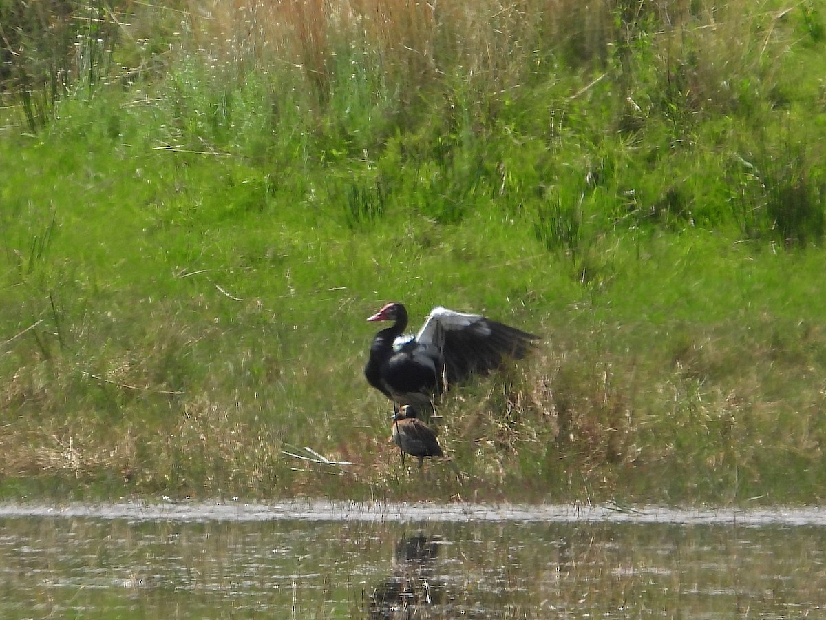 Spur-winged Goose - ML646268099
