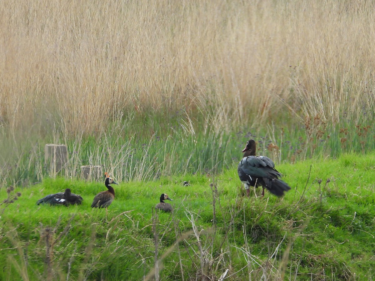 Spur-winged Goose - ML646268100