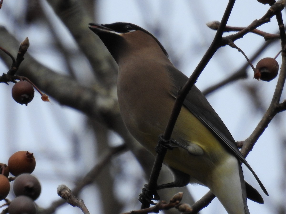 Cedar Waxwing - ML646268105