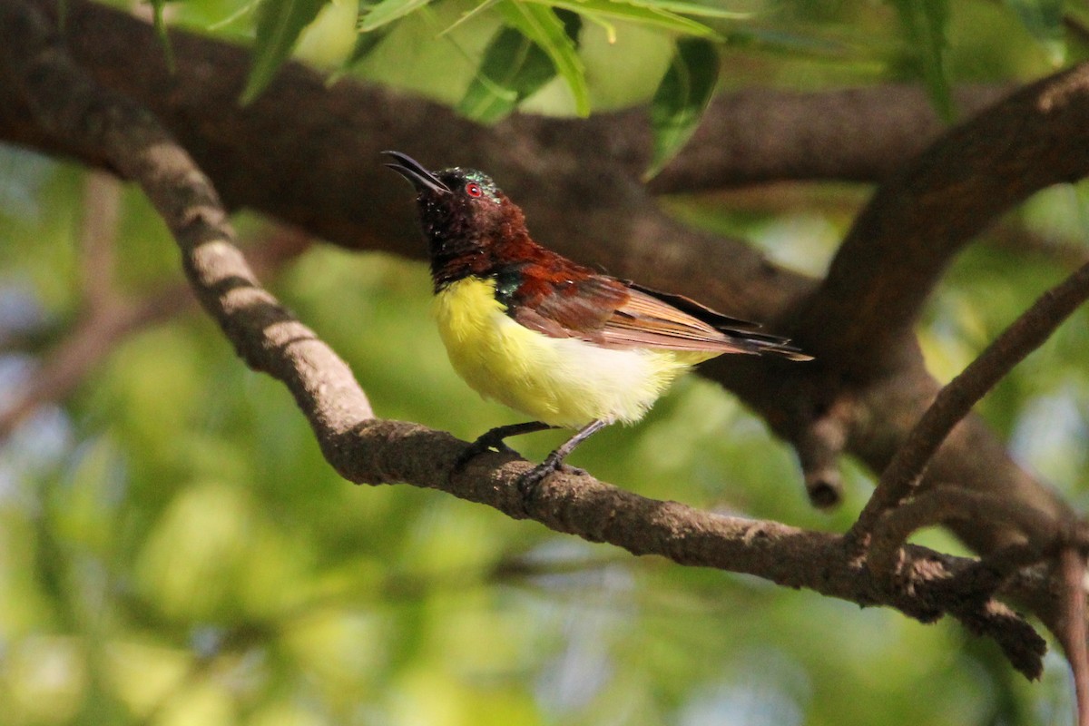 Purple-rumped Sunbird - ML646268109