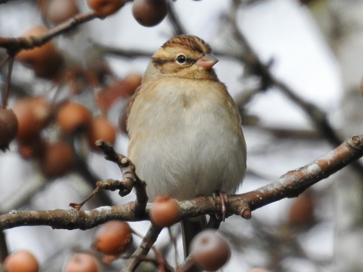 Chipping Sparrow - ML646268110
