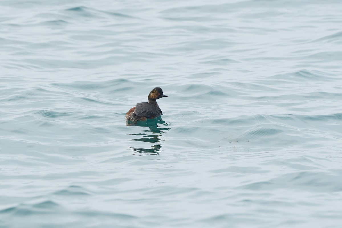 potápka černokrká - ML646268111