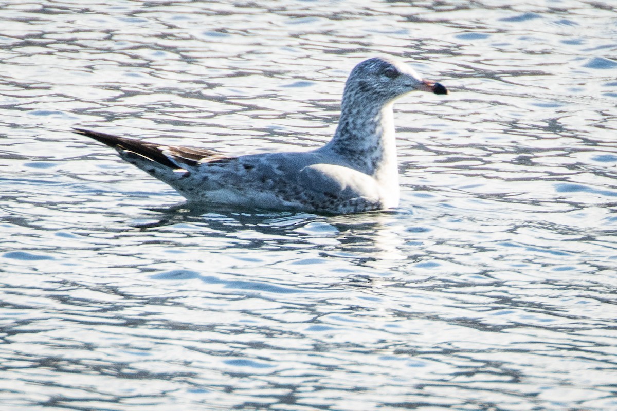 クロワカモメ - ML646268113