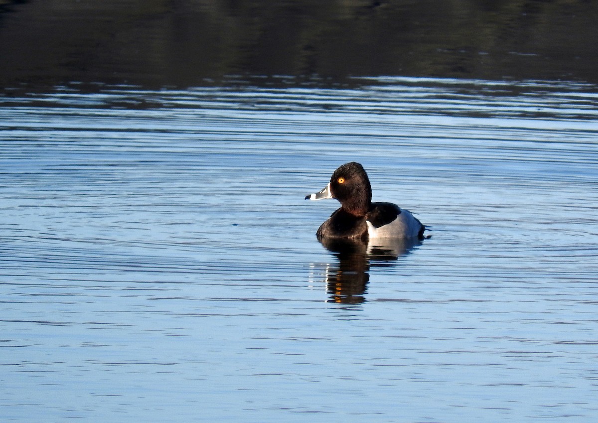 Ring-necked Duck - ML646268114