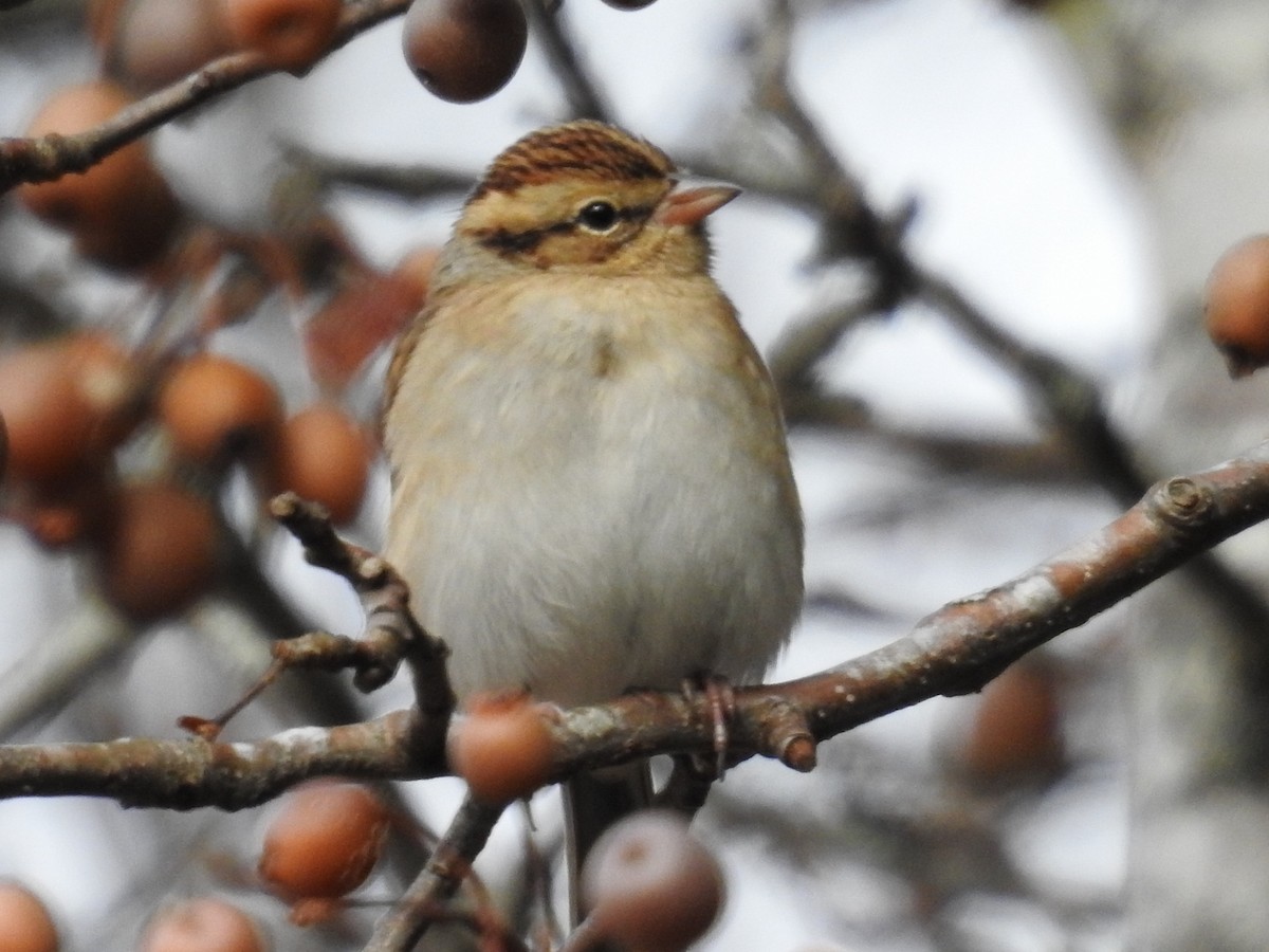 Chipping Sparrow - ML646268115