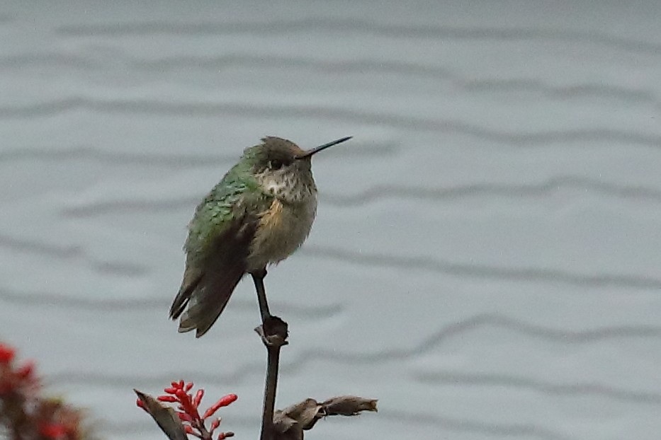 Calliope Hummingbird - ML646268122