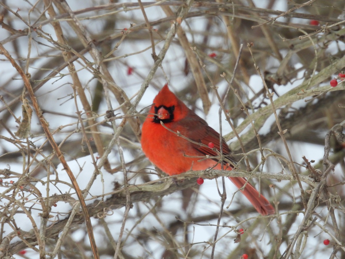 Northern Cardinal - ML646268123