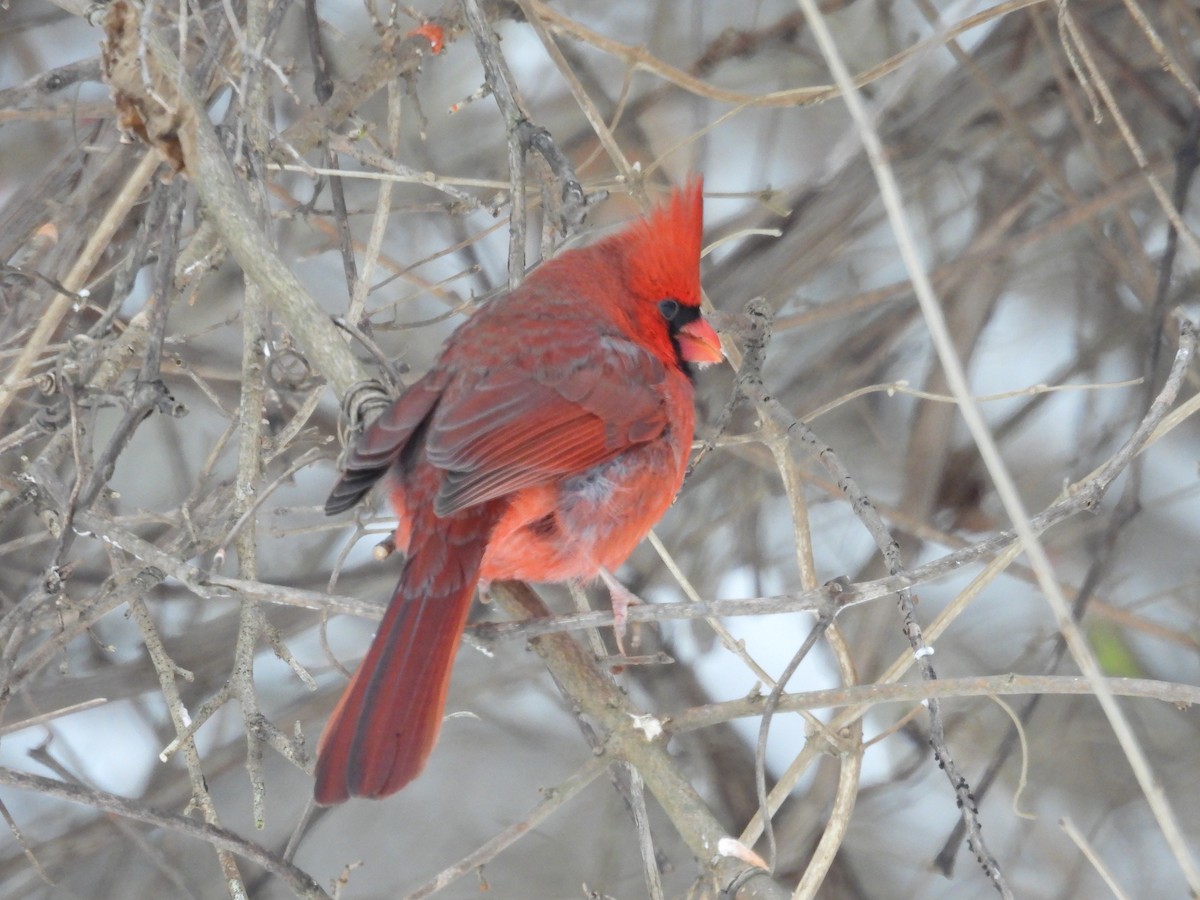 Northern Cardinal - ML646268124