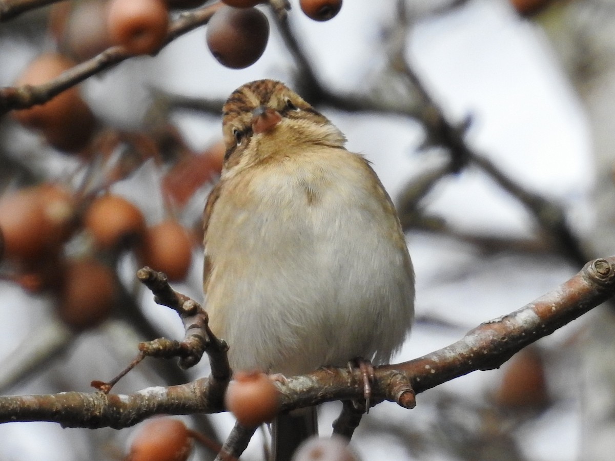 Chipping Sparrow - ML646268125