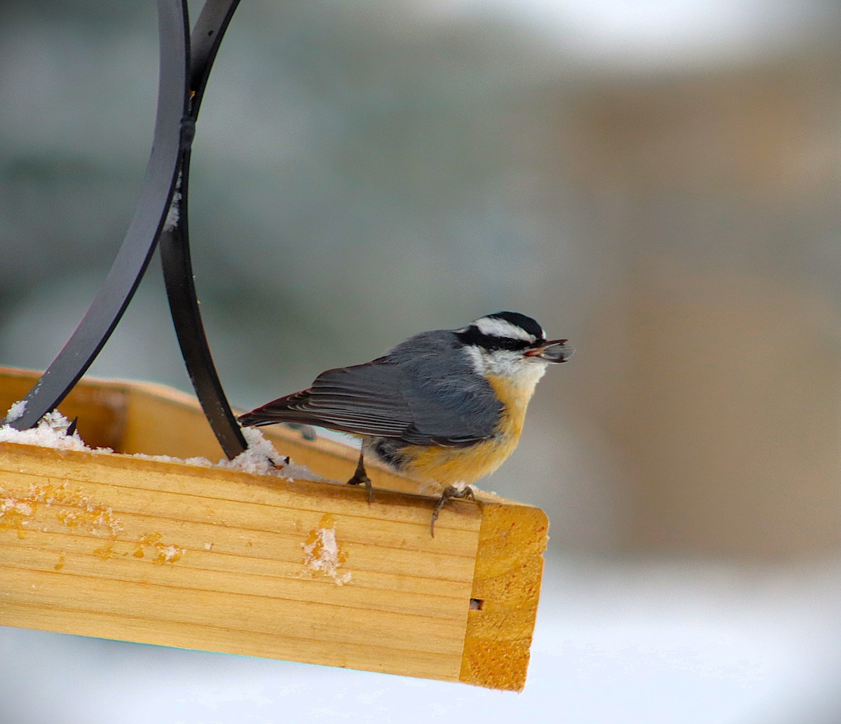Red-breasted Nuthatch - ML646268127