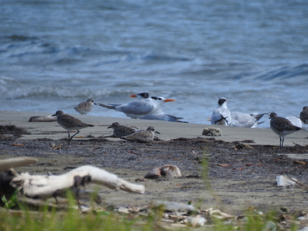Royal Tern - ML646268132