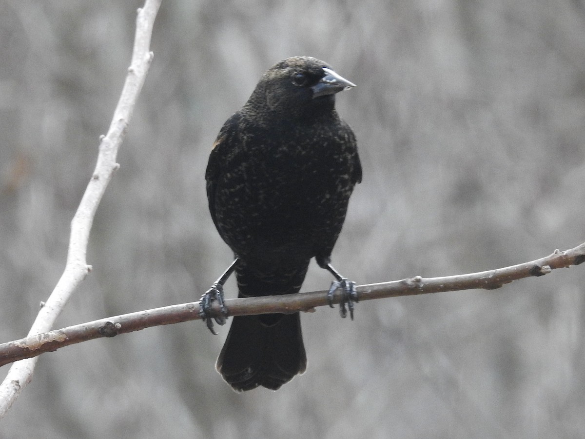 Red-winged Blackbird - ML646268137