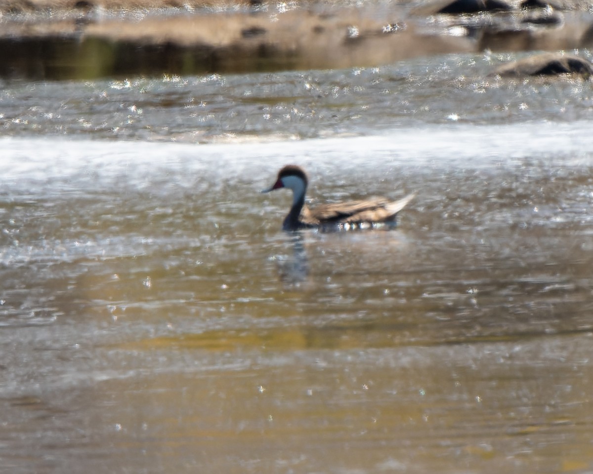 White-cheeked Pintail - ML646268139