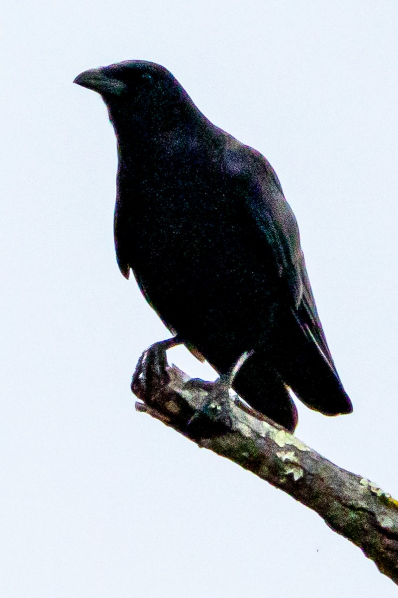 アメリカガラス - ML646268144